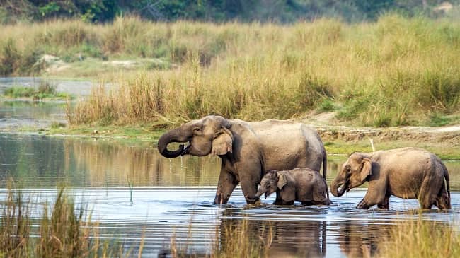 Chitwan National Park Safari