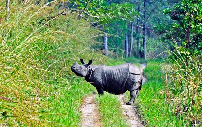 chitwan national park safari cost