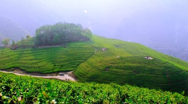 Kathmandu Valley & Tea Garden Tour