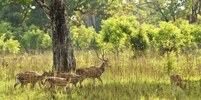 Bardiya National Park Tour Cost Distance Itinerary In Nepal